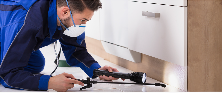 Paris pest xpert removal
